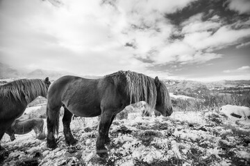 Winter horses in La Cerdanya, Pyrenees, Spain