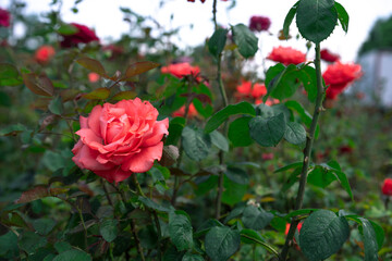 Obraz na płótnie Canvas Pink rose grows in the garden