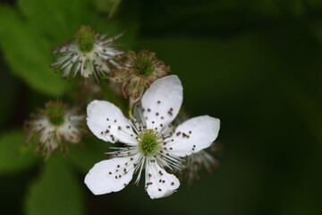Close up of a Blackberry Blossom (rubus fruticosus) during spring in Wisconsin

