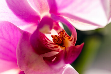 pink orchid flower blooms