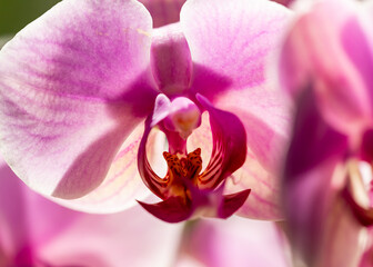 pink orchid flower blooms