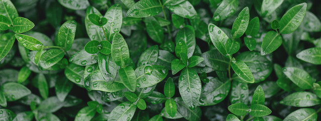 Fresh green leaves with raindrops.  Natural eco concept.