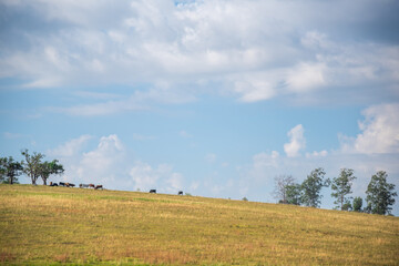 Extensive cattle ranching in fields in southern Brazil