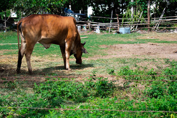 cattle cows in the field  with green and dry grass