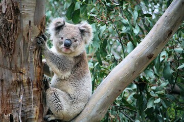 Naklejka premium Wild male Koala in eucalypt, South Australia