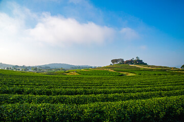 Fototapeta na wymiar Tea plantation in Chiang Rai, Thailand.