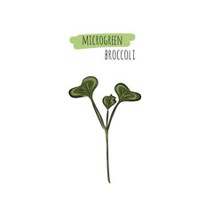 Hand drawn broccoli micro greens. Vector illustration in sketch style isolated on white background