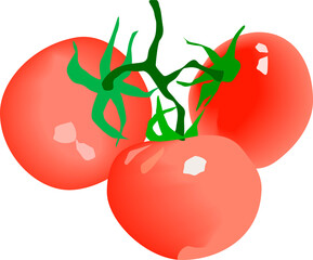 tomatoes on a sprig red three pieces of isolate on white