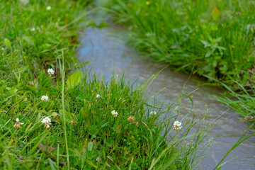 Grass grows near a stream