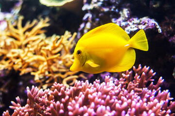 Naklejka na ściany i meble Yellow tang with coral reef (Zebrasoma flavescens)
