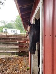 Black horse looking out of the barn