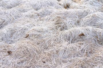 White grass in a drained lake