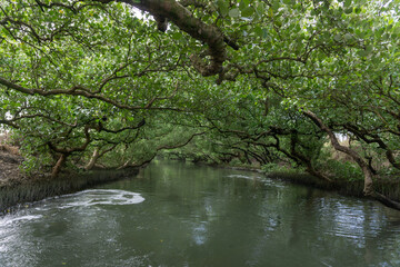 Visitors of Taijiang National Park are able to experience the beautiful canopy of the Sicao Green Tunnel mangroves by taking a guided tour on a low riding boat.
