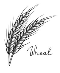 Wheat spikes, hand drawn vector, engraving style