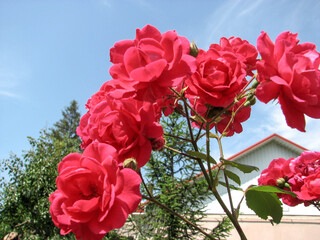 summer landscape. beautiful pink roses on a background of blue sky. bush of pink roses
