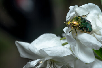 Chafer beetle on a jasmine flower