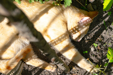 Cat sleeping in the shade of the sun