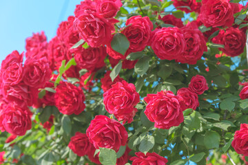 Buds of red blooming roses