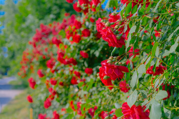 Fototapeta na wymiar Bushes of a growing and blooming red rose