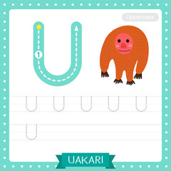 Letter U uppercase tracing practice worksheet of Standing Uakari