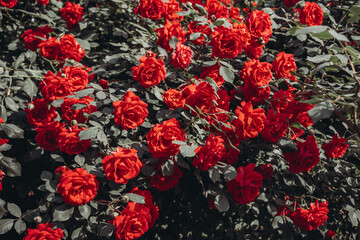 Bush of blooming red rose