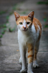 portrait of a cat orange stand up