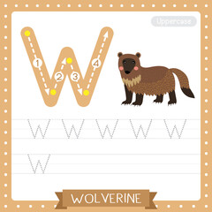 Letter W uppercase tracing practice worksheet of Wolverine