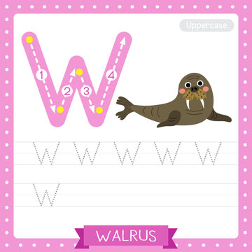Letter W uppercase tracing practice worksheet of Walrus