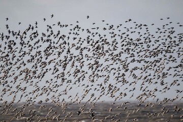 flock of  shorebirds (Knot)