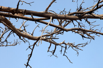 Tree Branches, Monkey Playing Forest Area