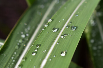 Krople wody na zielonych liściach.