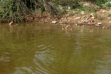 mountain forest lake,  monkies enjoying at water