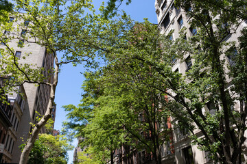 Green Trees on an Upper East Side Street with Old Buildings in New York City