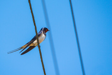 Swallow sitting on a power line. Photographed close-up.