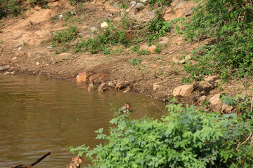 mountain forest lake,  monkies enjoying at water