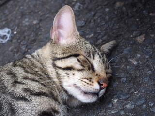 Cats sleeping on the streets of Pelourinho, Salvador, Brazil