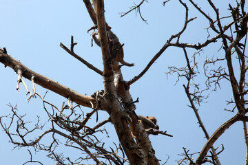 Tree Branches, Monkey Playing Forest Area