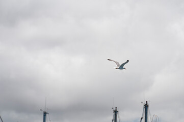Gaviota