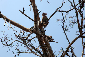 Tree Branches, Monkey Playing Forest Area