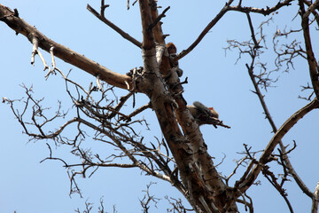 Tree Branches, Monkey Playing Forest Area