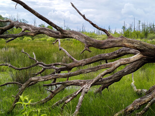 Landscape of national park swamp with old felled tree in North Germany