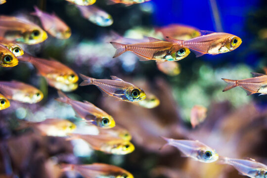 Group of Coral reef fish underwater aquarium