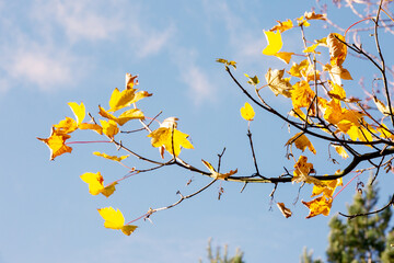 Autumn tree branches with yellow leaves and blue sky