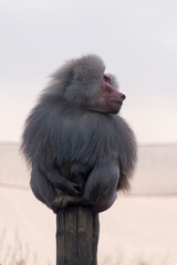 A Hamadryas Baboon (Papio hamadryas) sitting on a pole