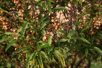 
TULSI PLANT, THULASI AYURVEDA TREE INDIA