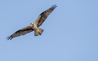 osprey in flight