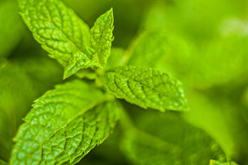 Fototapeta na wymiar Fresh Mint Leaves. Closeup 