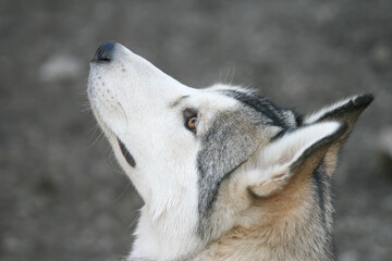 portrait im profil eines siberian husky mit grau weißem fell und hellbraunen mandelförmigen augen