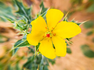 yellow flower in the field