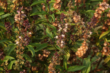 
TULSI PLANT, THULASI AYURVEDA TREE INDIA